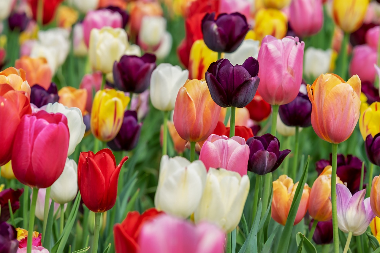 Annual Tulip Flower Festival